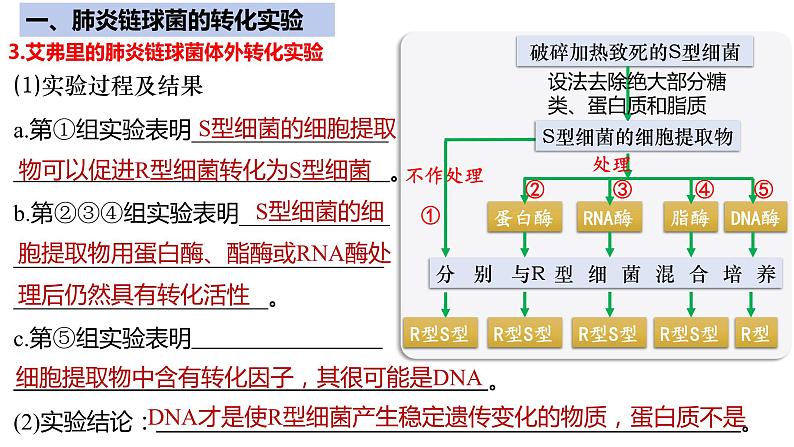 【期中复习】人教版2019必修2023-2024学年高一下册生物 第3章 基因的本质（考点复习）第8页