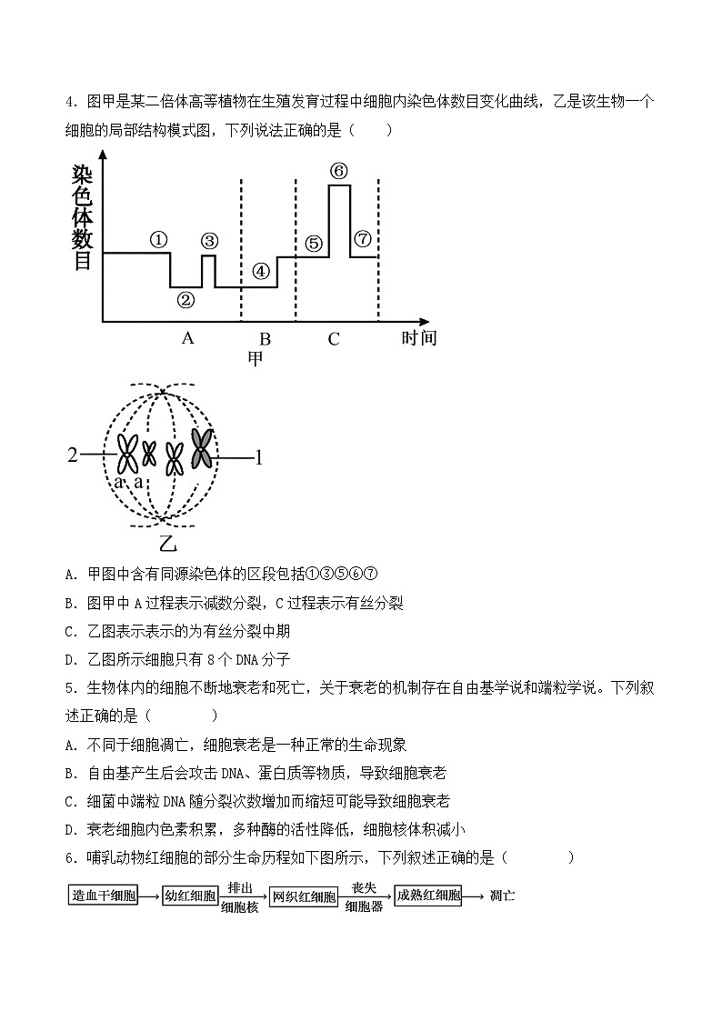 专题05 细胞的生命历程（包括减数分裂）（原卷版）第3页