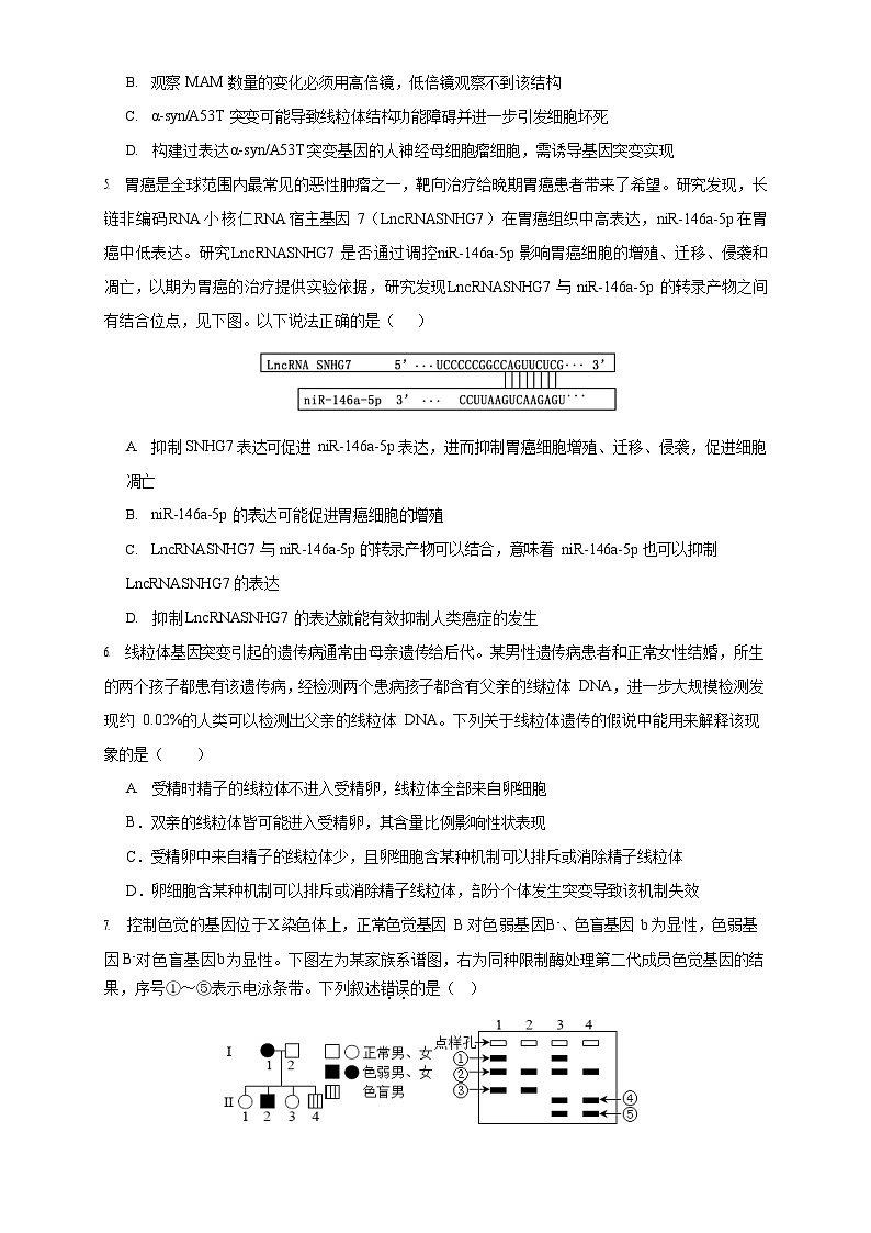 2024济宁一中高三下学期4月定时检测试题生物含答案02