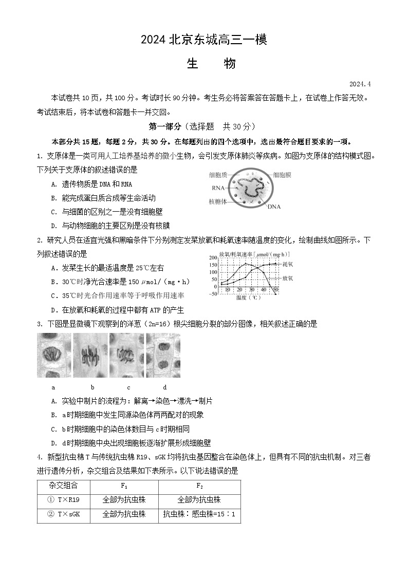 2024北京东城区高三下学期4月一模试题生物含答案01