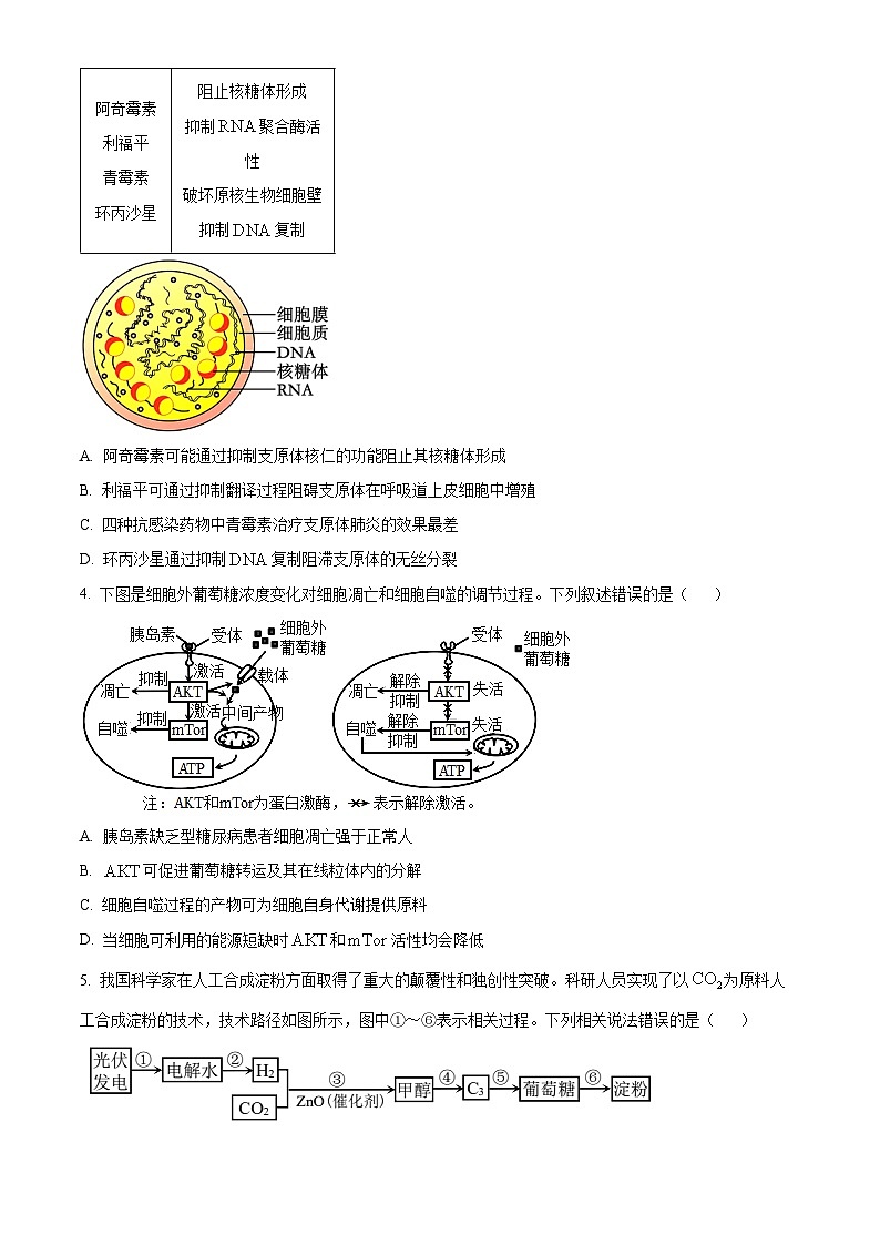 重庆市2024届高三下学期第二次联考诊断检测生物试题 Word版无答案第2页