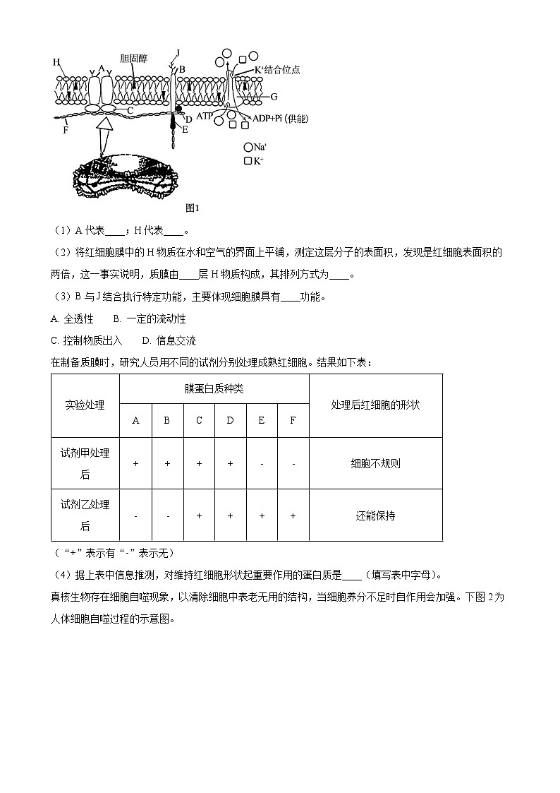 上海市闵行区第三中学2023-2024学年高一下学期4月期中生物试题（原卷版）第3页