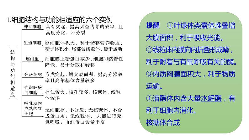 新教材2024届高考生物二轮复习1课时4结构与功能观蛋白质分选与囊泡运输特殊跨膜运输课件04