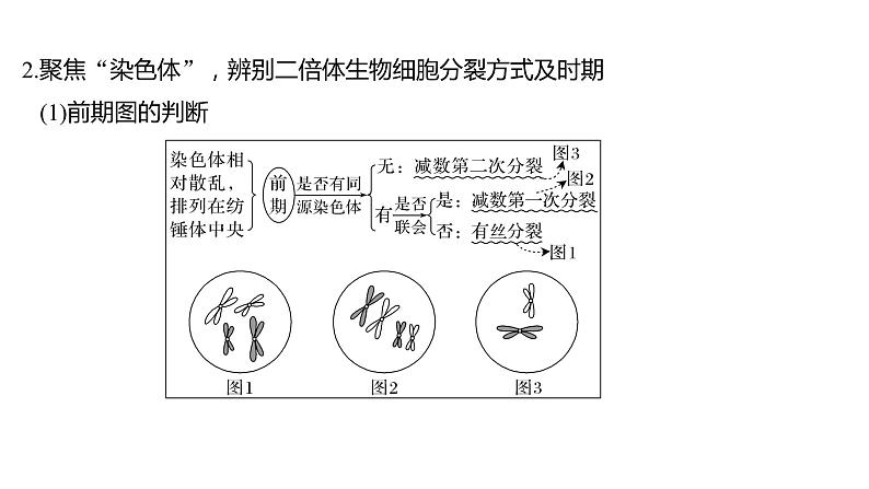 新教材2024届高考生物二轮复习3课时1细胞增殖分化衰老和死亡等生命进程课件第6页