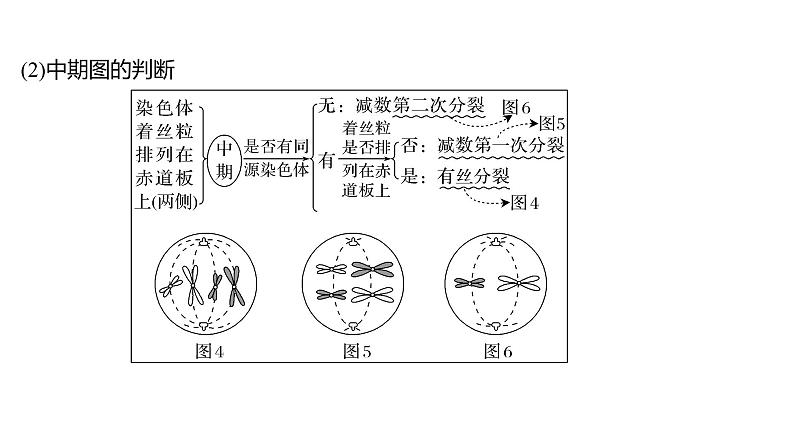 新教材2024届高考生物二轮复习3课时1细胞增殖分化衰老和死亡等生命进程课件第7页