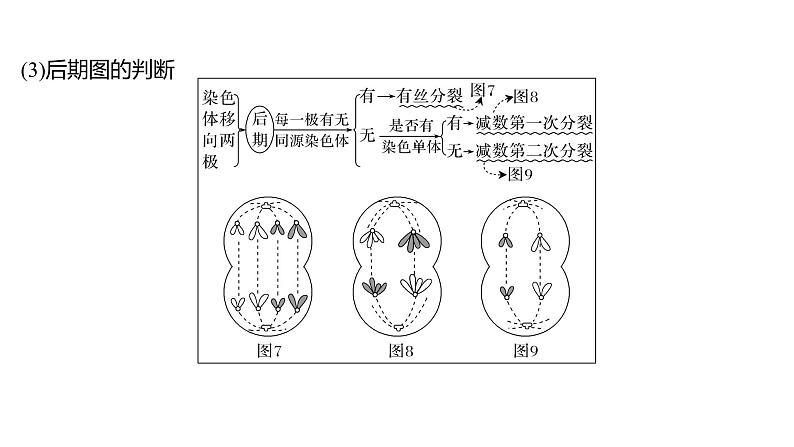 新教材2024届高考生物二轮复习3课时1细胞增殖分化衰老和死亡等生命进程课件第8页