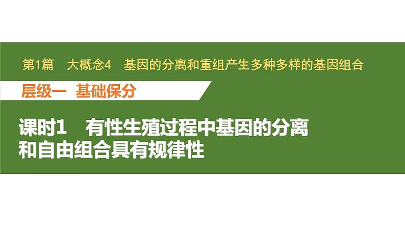 新教材2024届高考生物二轮复习4课时1有性生殖过程中基因的分离和自由组合具有规律性课件第1页