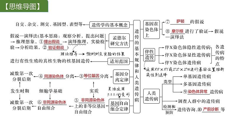 新教材2024届高考生物二轮复习4课时1有性生殖过程中基因的分离和自由组合具有规律性课件第2页