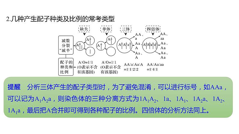 新教材2024届高考生物二轮复习5课时2生物的变异与生物多样性适应性是进化的结果课件05