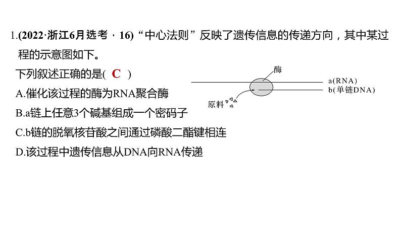 新教材2024届高考生物二轮复习5课时3基因表达与表观遗传基因频率育种课件第7页