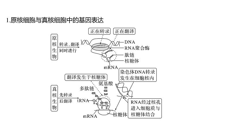 新教材2024届高考生物二轮复习5课时3基因表达与表观遗传基因频率育种课件第4页