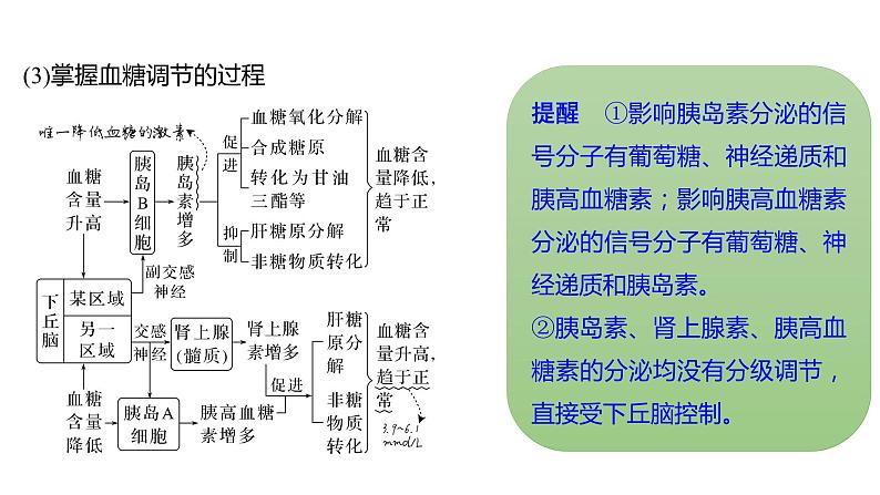 新教材2024届高考生物二轮复习6课时1内环境的稳态与免疫调节课件第8页