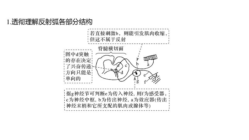 新教材2024届高考生物二轮复习6课时2神经调节与体液调节课件04