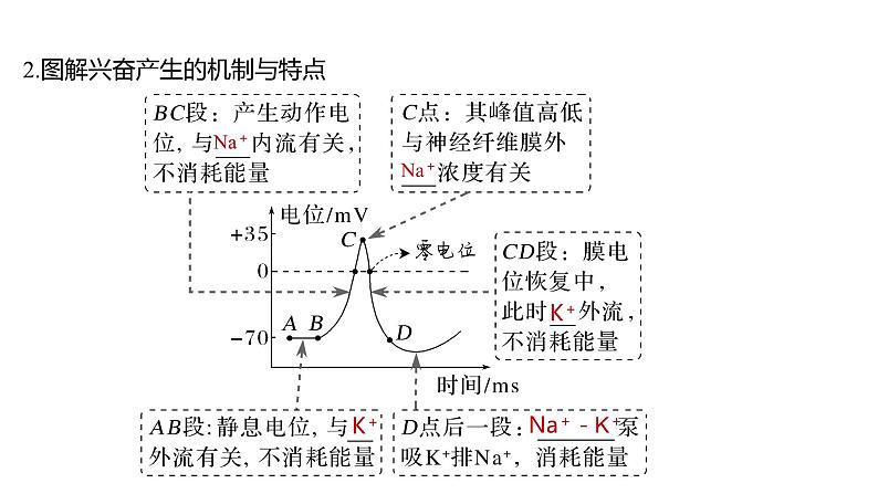 新教材2024届高考生物二轮复习6课时2神经调节与体液调节课件05