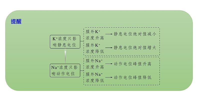 新教材2024届高考生物二轮复习6课时2神经调节与体液调节课件06