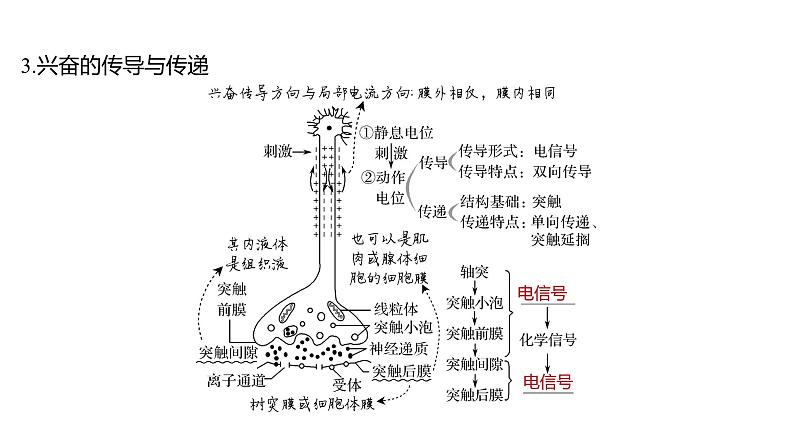 新教材2024届高考生物二轮复习6课时2神经调节与体液调节课件07