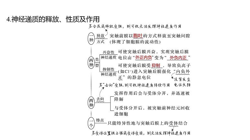 新教材2024届高考生物二轮复习6课时2神经调节与体液调节课件08