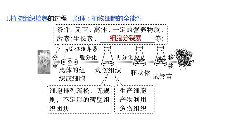 新教材2024届高考生物二轮复习8课时2通过动植物细胞工程获得目标产物课件第3页