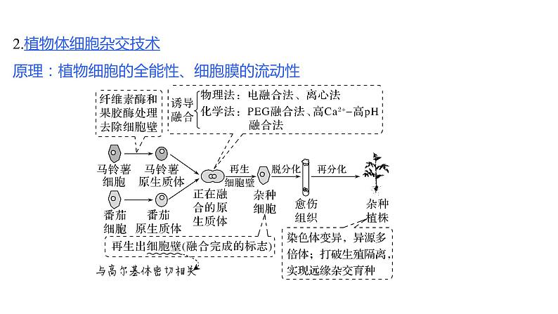 新教材2024届高考生物二轮复习8课时2通过动植物细胞工程获得目标产物课件第5页