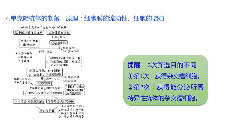 新教材2024届高考生物二轮复习8课时2通过动植物细胞工程获得目标产物课件第8页