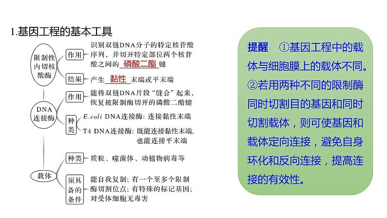 新教材2024届高考生物二轮复习8课时3赋予生物新的遗传特性的基因工程课件03