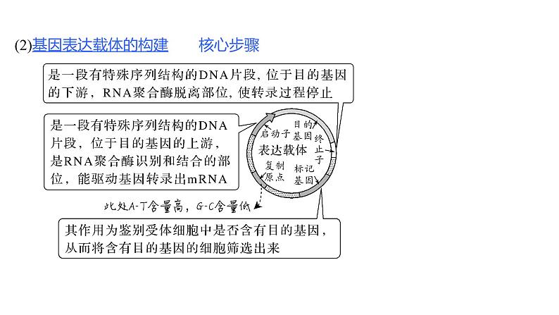 新教材2024届高考生物二轮复习8课时3赋予生物新的遗传特性的基因工程课件05