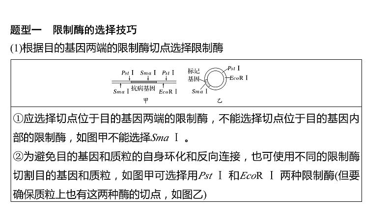 新教材2024届高考生物二轮复习8课时4突破基因工程类大题课件第4页