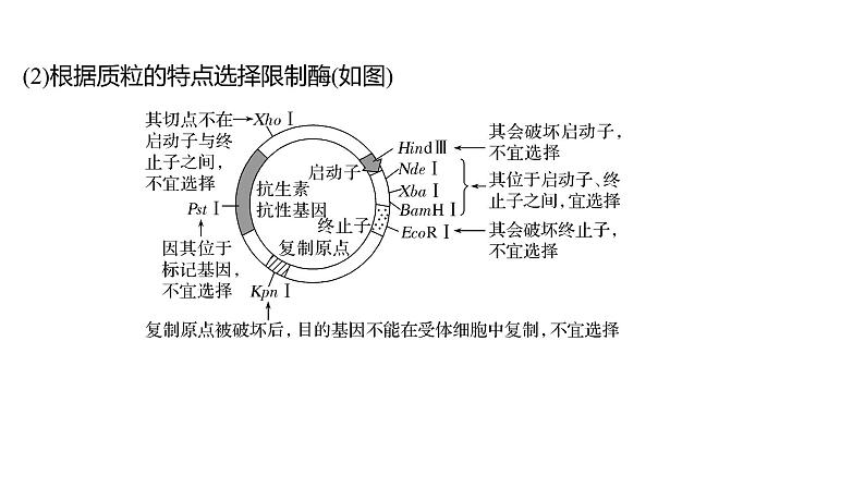 新教材2024届高考生物二轮复习8课时4突破基因工程类大题课件第5页