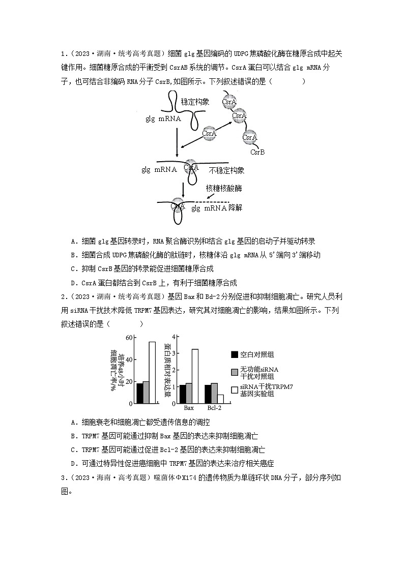 专题14 基因的表达-备战2024年高考生物一轮复习抢分特训（全国通用）03