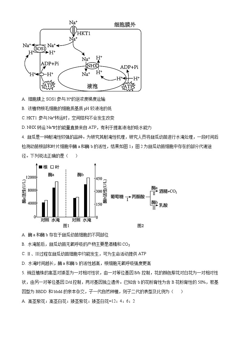 2024届肃省张掖市高三下学期第三次诊断考试生物试卷（原卷版+解析版）02