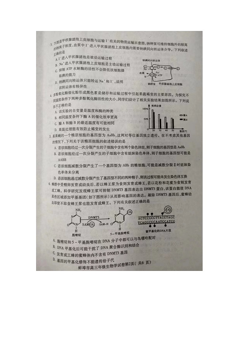 2024届安徽省蚌埠市高三第四次教学质量检查生物试卷02