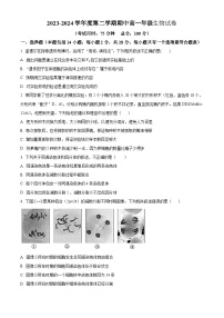 江苏省泰州市兴化市2023-2024学年高一下学期4月期中生物试题（原卷版+解析版）