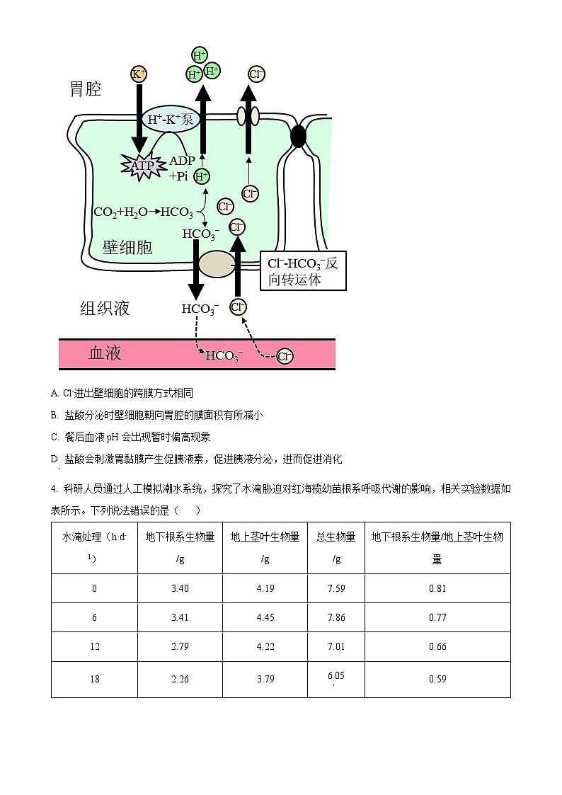 山东省泰安市新泰第一中学老校区（新泰中学）2023-2024学年高三下学期第二次模拟生物试题（原卷版+解析版）02