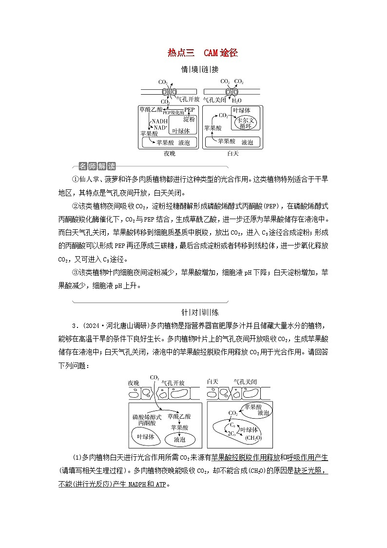 2025版高考生物一轮总复习教案必修1情境拓展2光呼吸C4植物等特殊代谢类型热点三CAM途径第1页