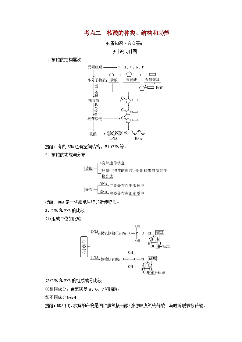 2025版高考生物一轮总复习教案必修1第一单元走近细胞和组成细胞的分子第三讲蛋白质和核酸考点二核酸的种类结构和功能01
