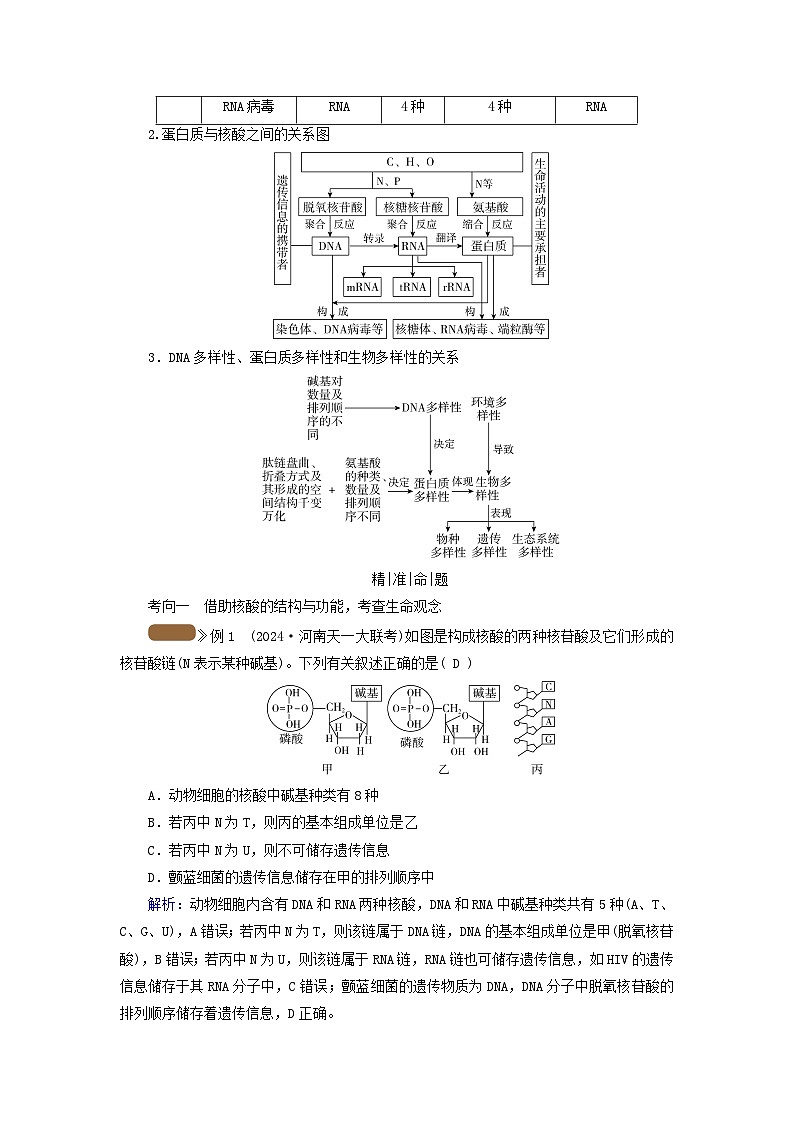 2025版高考生物一轮总复习教案必修1第一单元走近细胞和组成细胞的分子第三讲蛋白质和核酸考点二核酸的种类结构和功能03