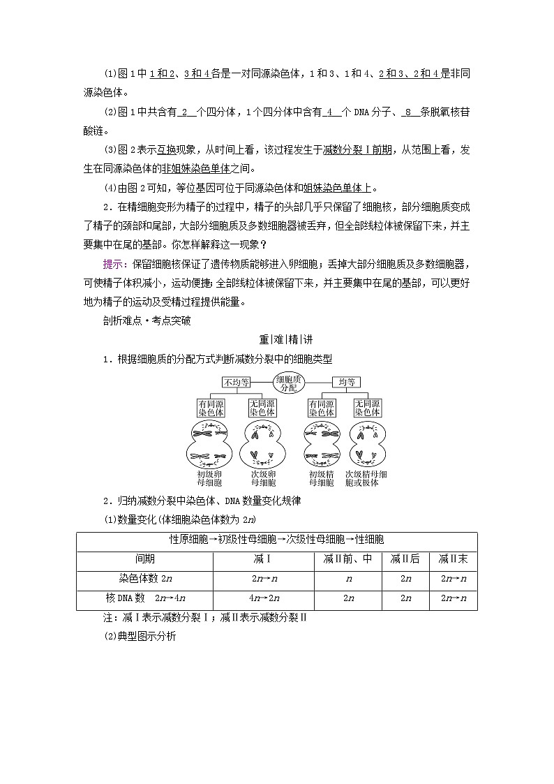 2025版高考生物一轮总复习教案必修1第四单元细胞的生命历程第二讲细胞的减数分裂和受精作用考点一减数分裂第3页