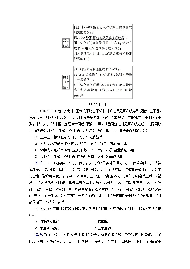 2025高考生物一轮复习素养提升练习必修1第3单元细胞的能量供应和利用第2讲细胞呼吸第2页