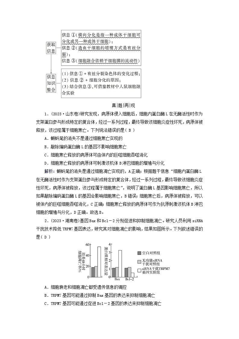 2025高考生物一轮复习素养提升练习必修1第4单元细胞的生命历程第3讲细胞的分化衰老和死亡02