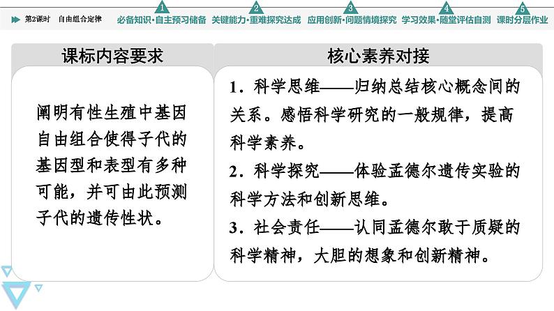 2023-2024学年  必修二　苏教版  自由组合定律  课件第2页