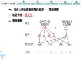 2023-2024学年  必修二　苏教版  自由组合定律  课件