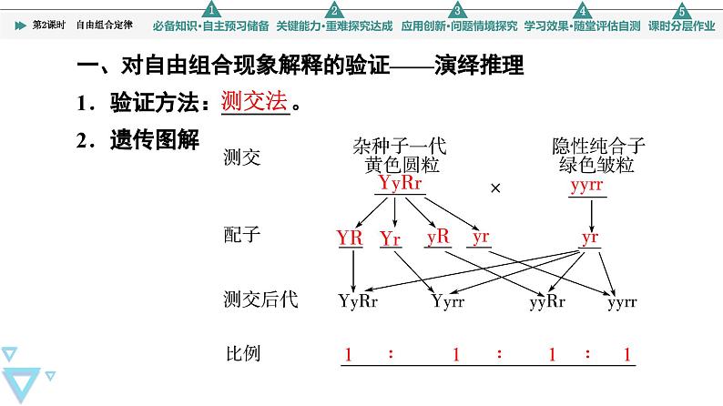 2023-2024学年  必修二　苏教版  自由组合定律  课件第4页