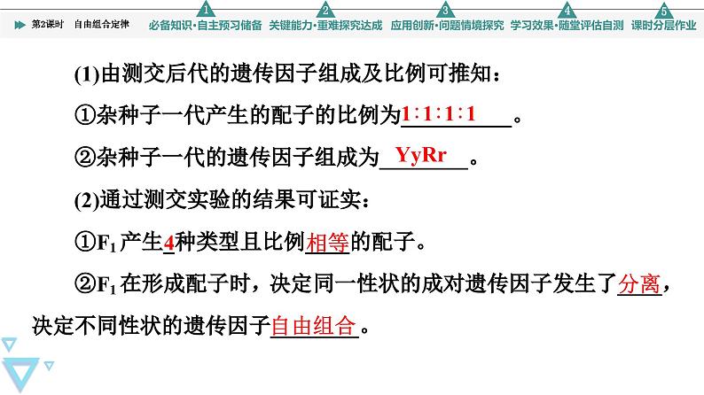 2023-2024学年  必修二　苏教版  自由组合定律  课件第5页