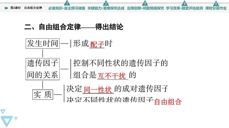 2023-2024学年  必修二　苏教版  自由组合定律  课件第6页