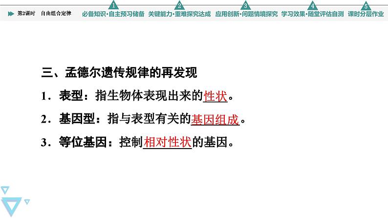 2023-2024学年  必修二　苏教版  自由组合定律  课件第7页