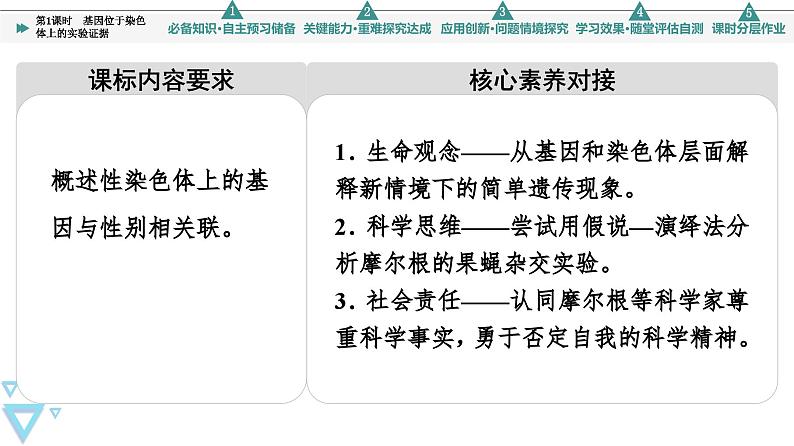 2023-2024学年  必修二　苏教版 基因位于染色体上的实验证据  课件02