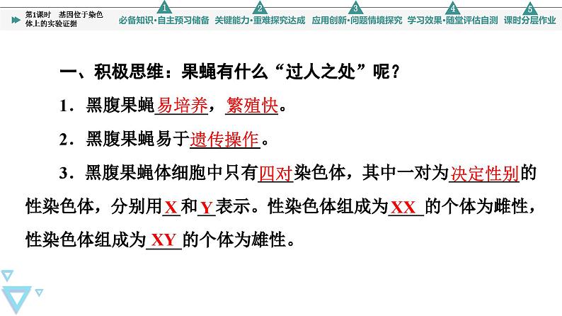 2023-2024学年  必修二　苏教版 基因位于染色体上的实验证据  课件04