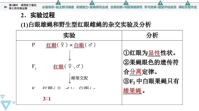 2023-2024学年  必修二　苏教版 基因位于染色体上的实验证据  课件06