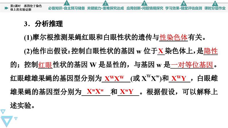 2023-2024学年  必修二　苏教版 基因位于染色体上的实验证据  课件08