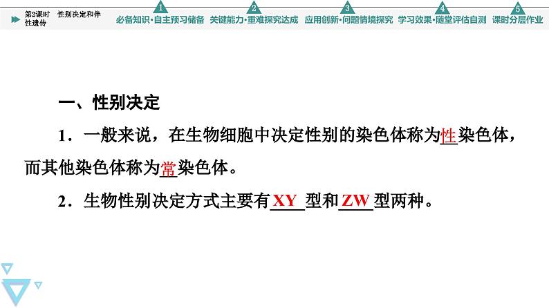 2023-2024学年  必修二　苏教版 性别决定和伴性遗传  课件04